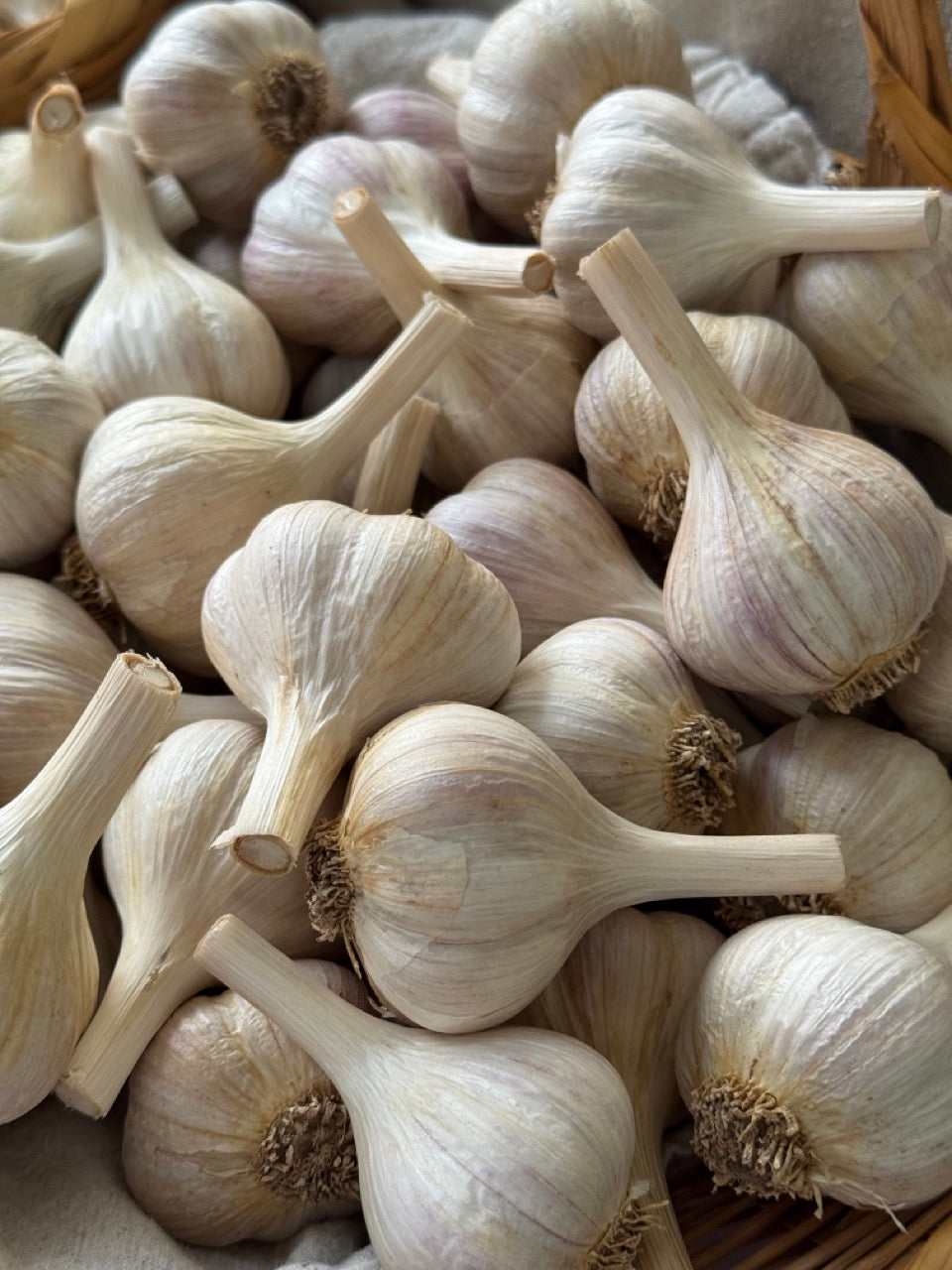 garlic