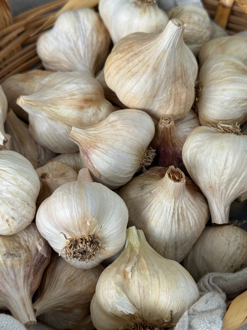 garlic