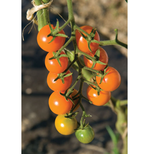 sungold cherry tomatoes