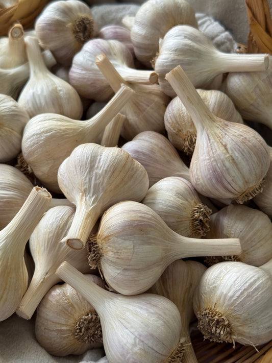 garlic