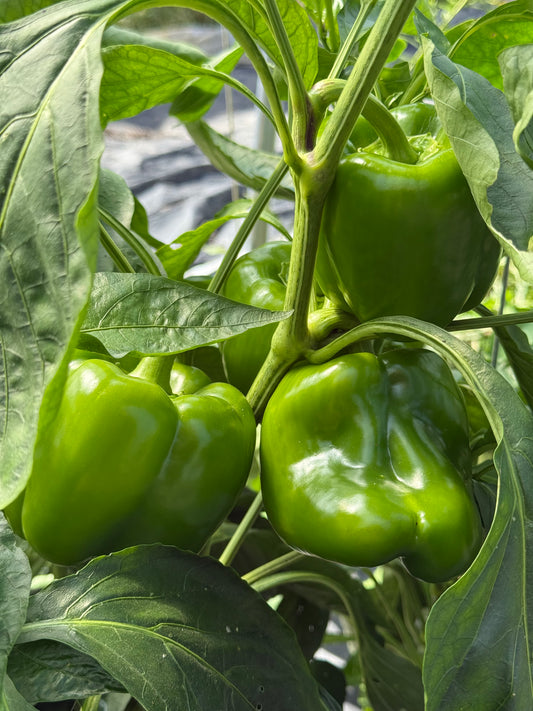 green peppers